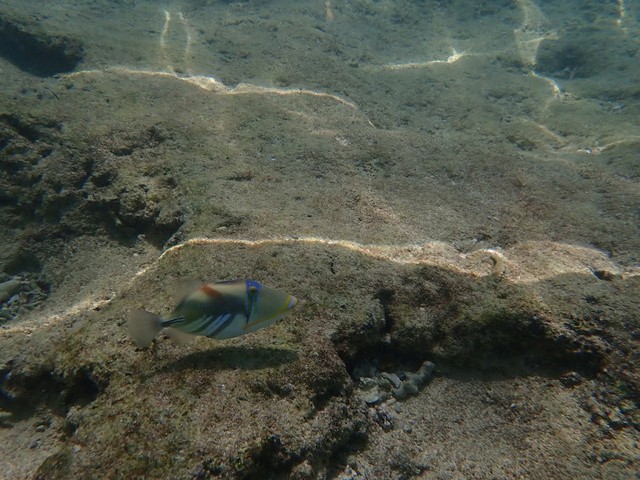 シギラビーチ　熱帯魚