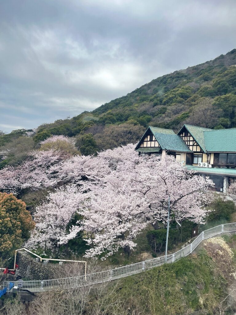 須磨浦公園　桜