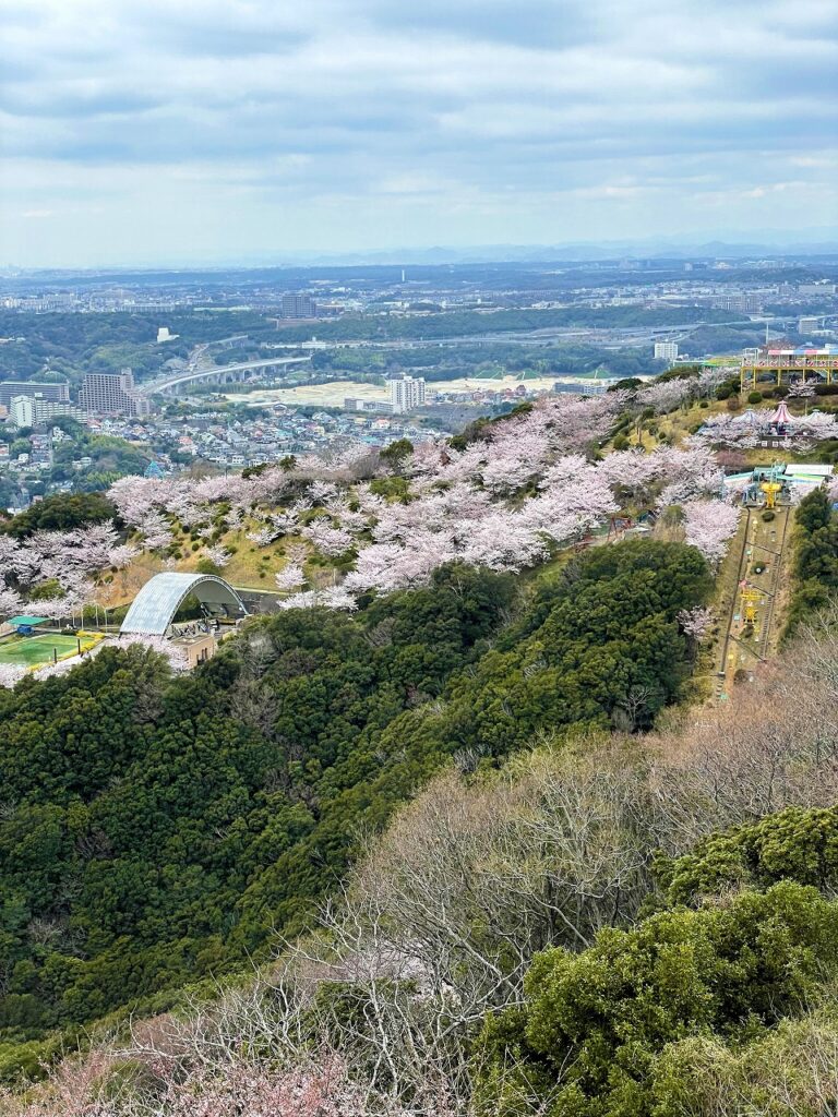 須磨浦公園　桜　景色