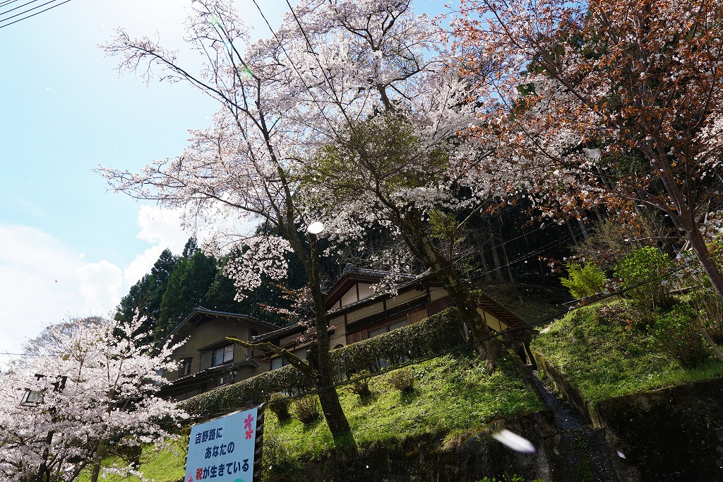 吉野駅の桜