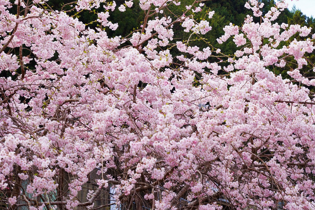 近鉄吉野駅前の桜