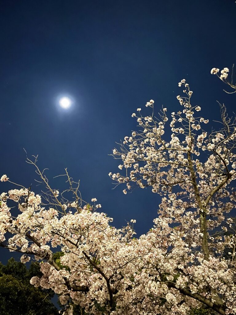 大阪城夜桜ライトアップ
