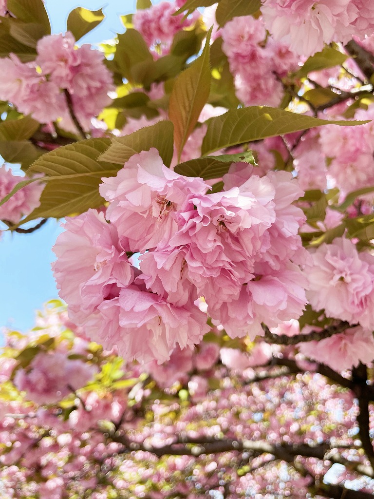 造幣局の桜、桜の通り抜け