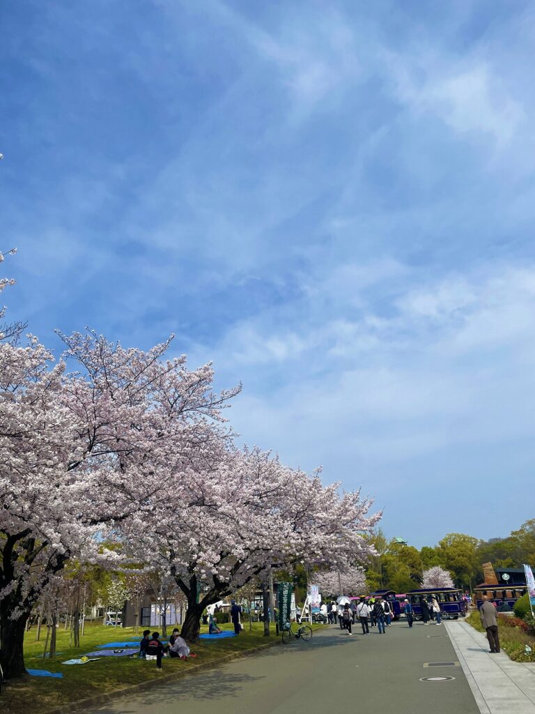 大阪城公園　花見