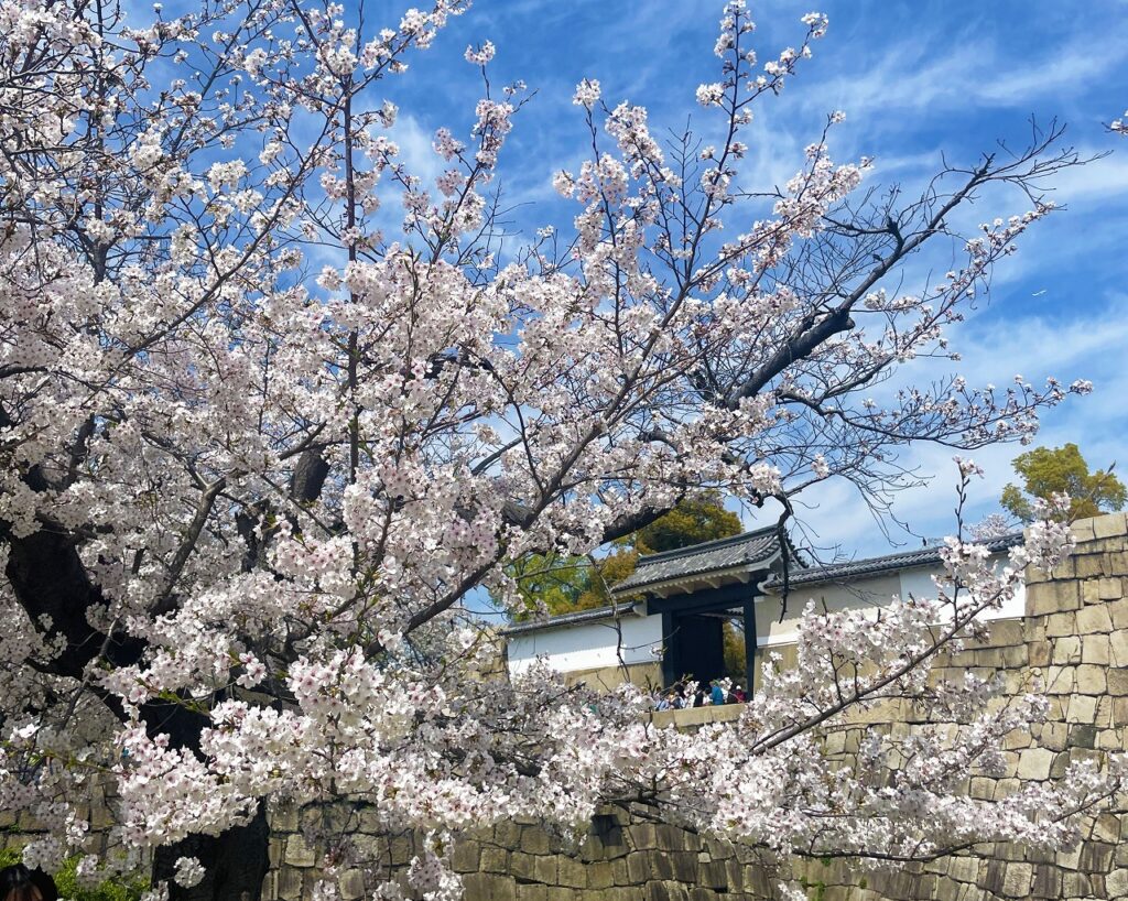 大阪城で花見