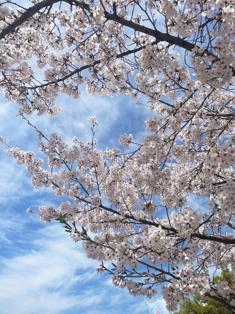 大阪城の満開の桜