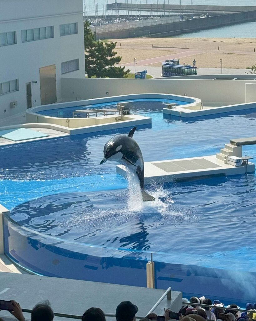 神戸須磨シーワールド　オルカスタジアムのシャチ