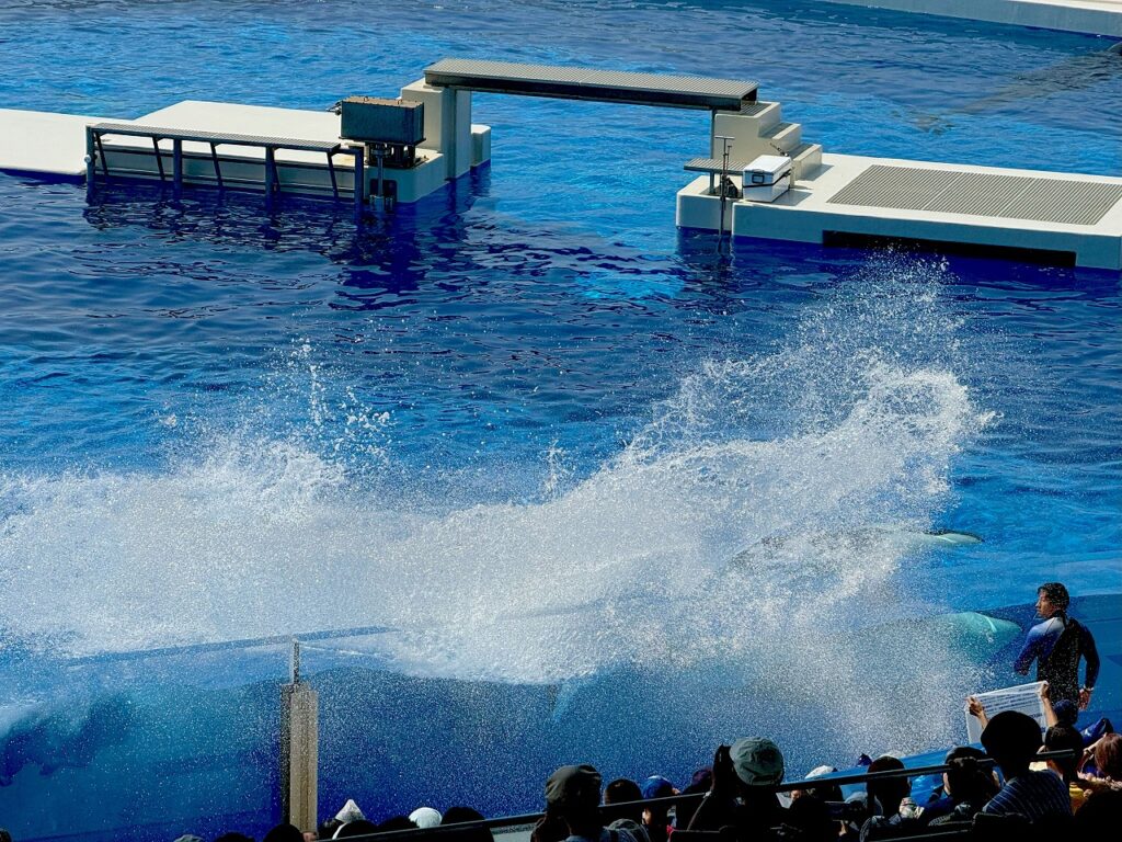 神戸須磨シーワールド　シャチの水しぶき