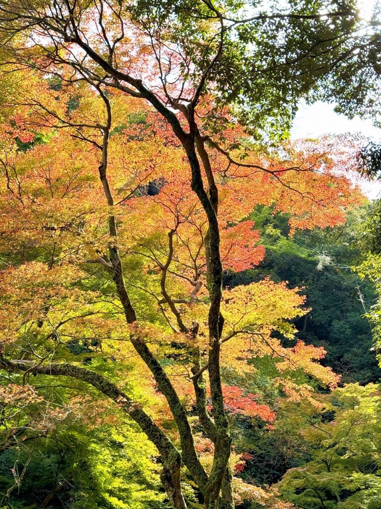 箕面の紅葉