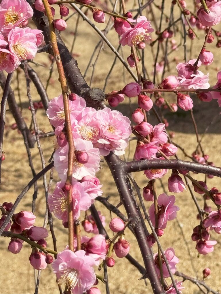 屯倉神社 梅の花
