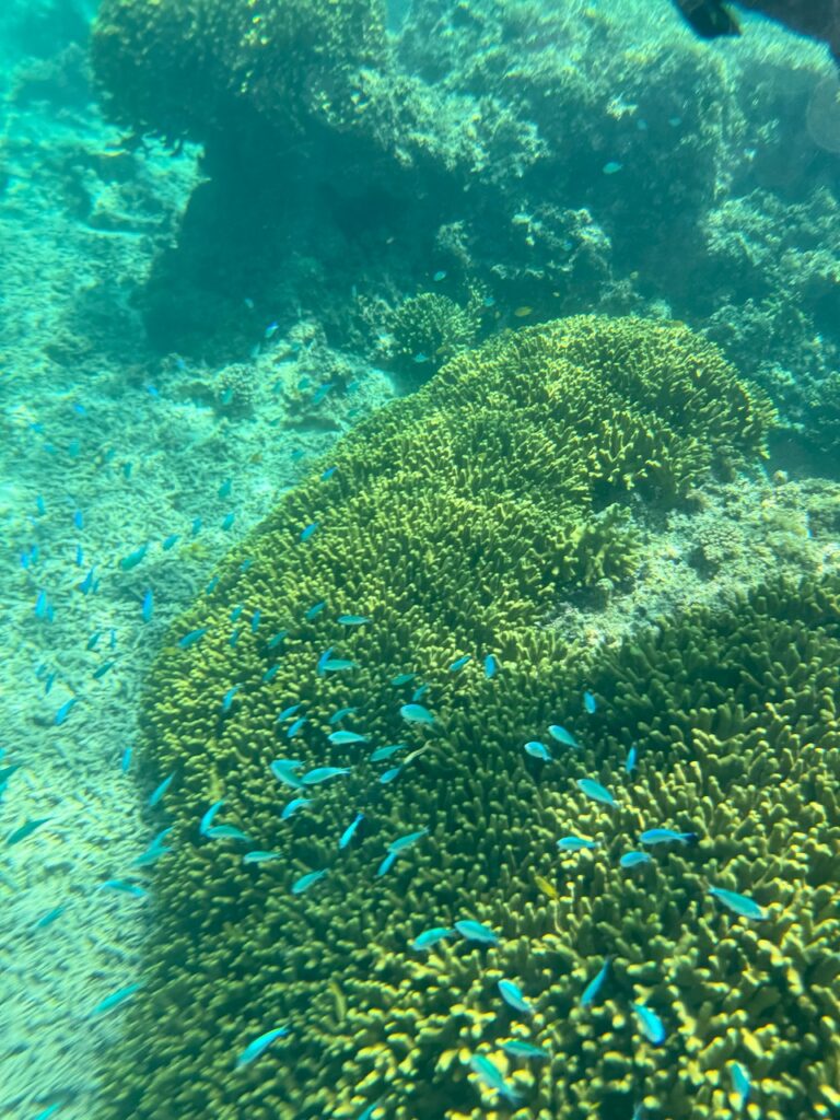 石垣島熱帯魚