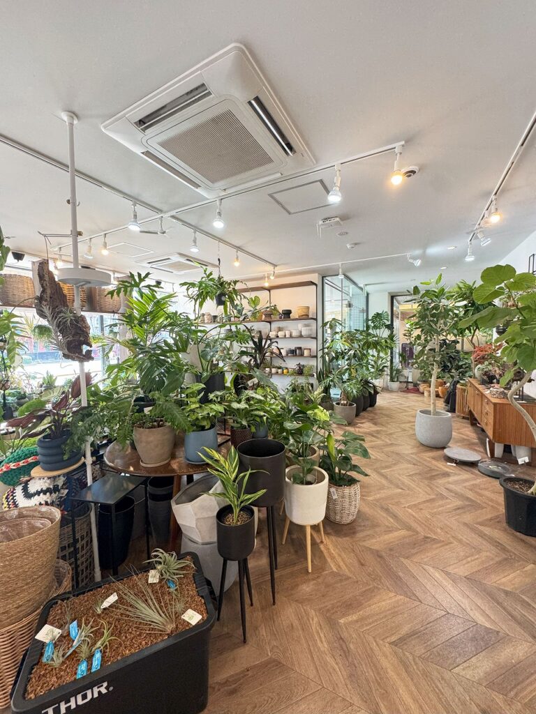 観葉植物専門店Leaf Vein　リーフベイン　岸和田市　店内