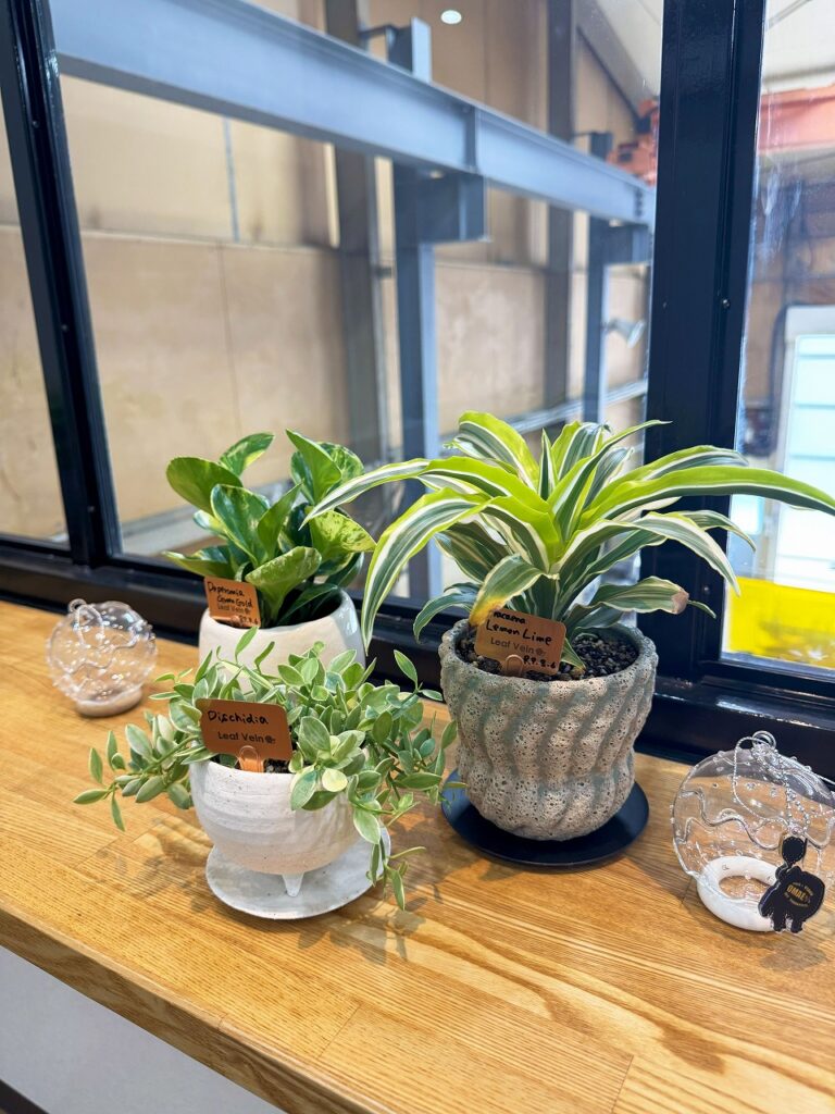 観葉植物は癒しです！
