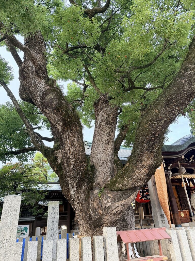 石切神社 ご神木