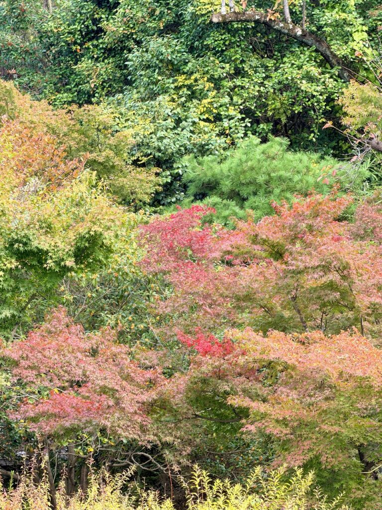 伊藤久右衛門 清水産寧坂店 からの眺め