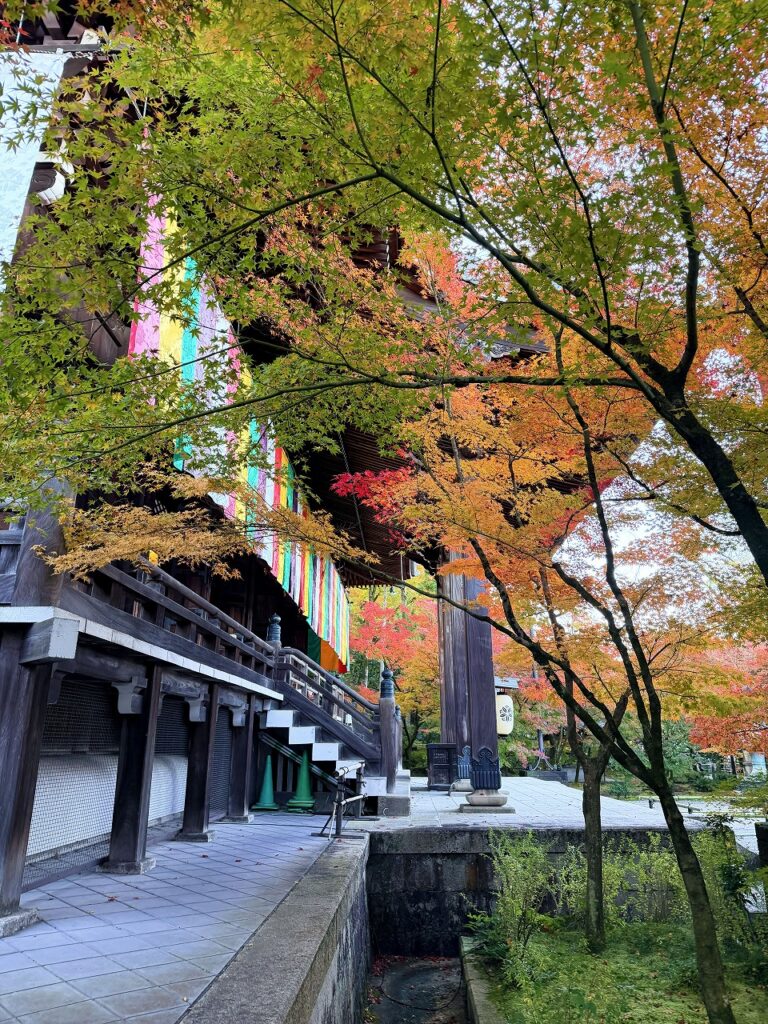 永観堂 早朝特別拝観の紅葉