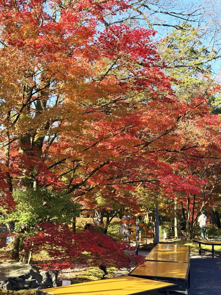 永観堂　みかえり茶屋　紅葉