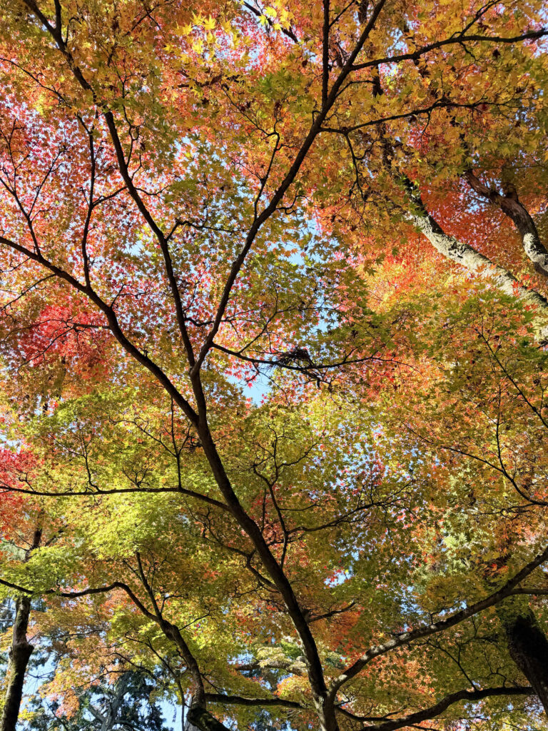永観堂の紅葉