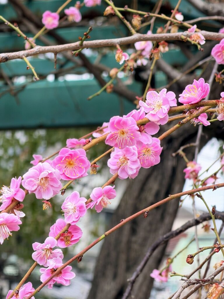 屯倉神社 梅まつり2026　梅の花