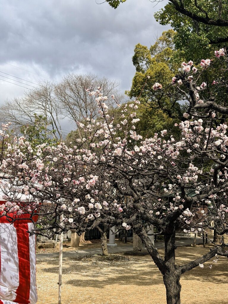 屯倉神社 梅まつり2026