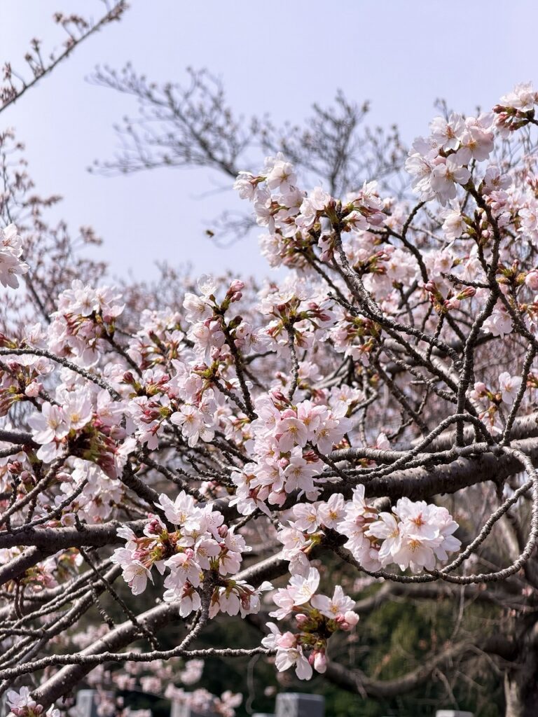 桜